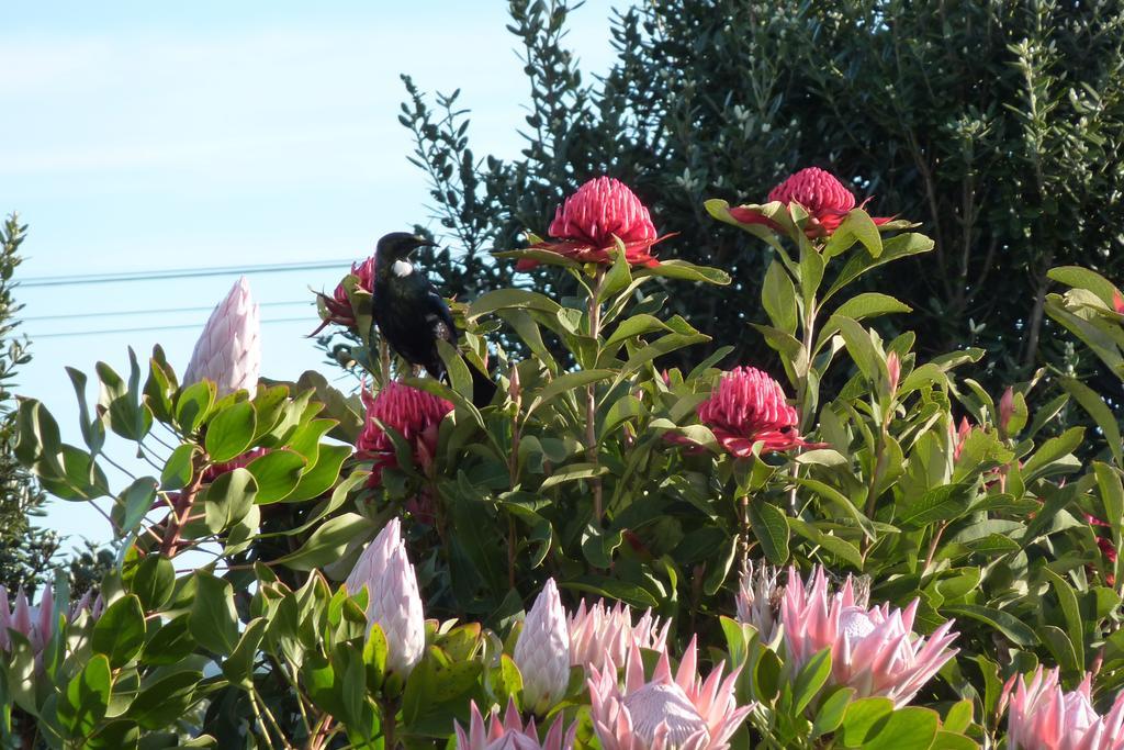 The Green House B&B Whitianga Buitenkant foto